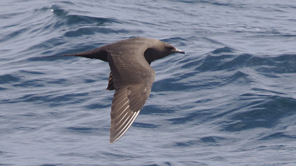 Parasitic Jaeger - Mark Scheel