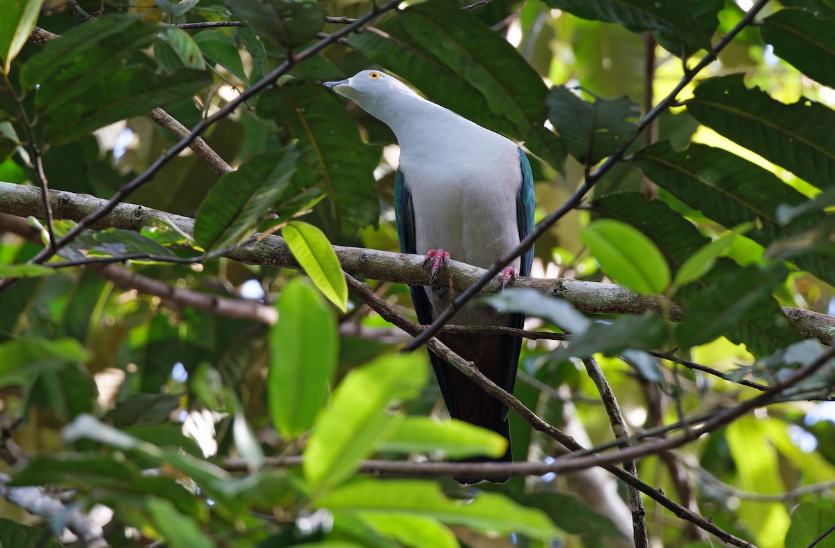 Geelvink Imperial-Pigeon - ML608386875