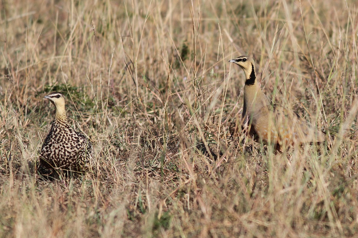 Yellow-throated Sandgrouse - ML608386882