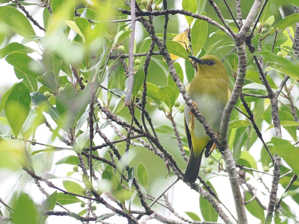 Zostérops de Tetepare - ML608386937