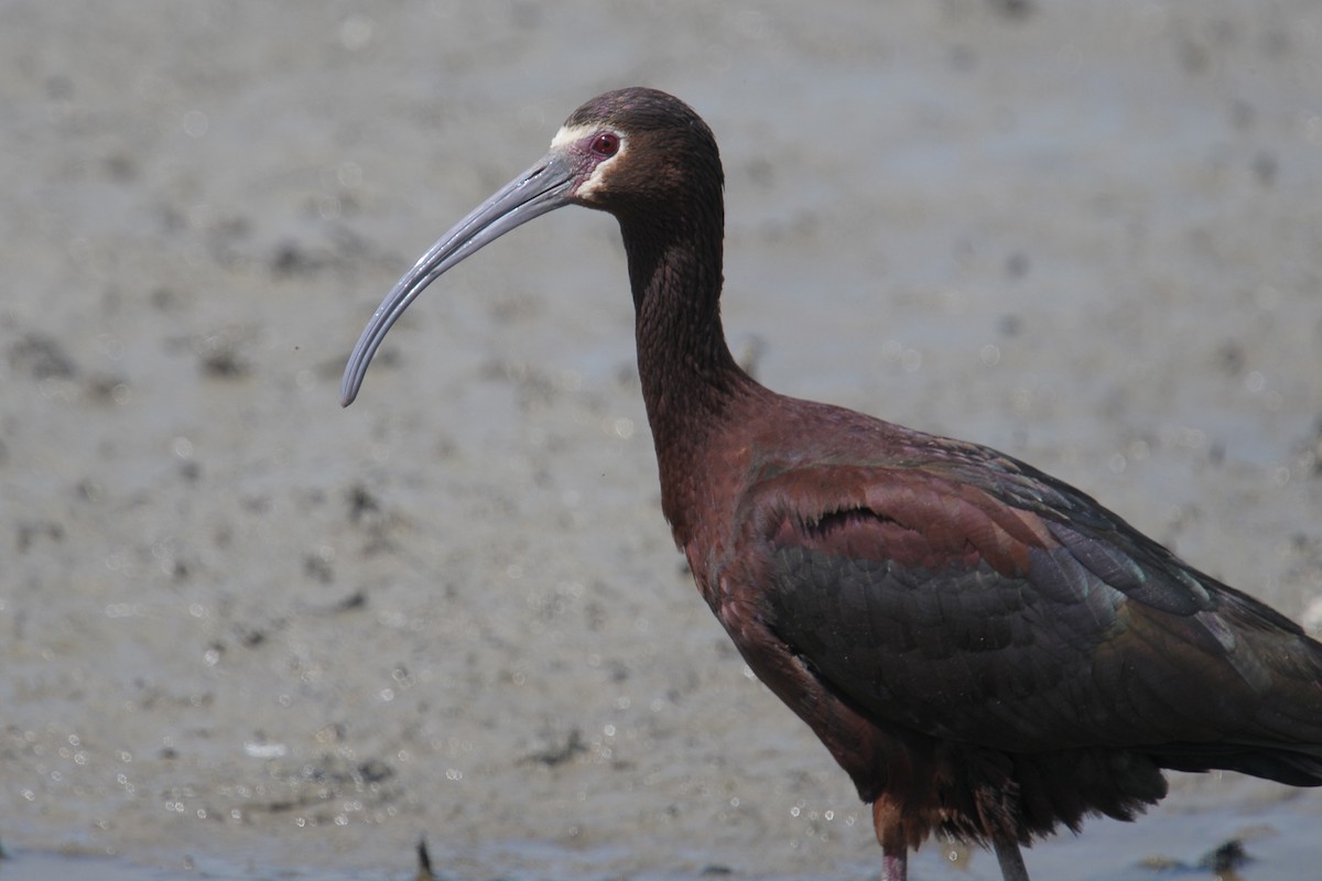 White-faced Ibis - Vincent PERRIN
