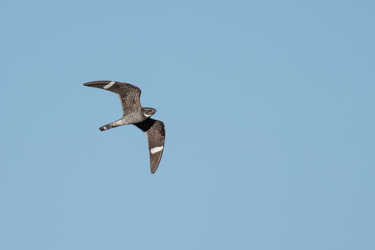 Common Nighthawk - Drew Miller