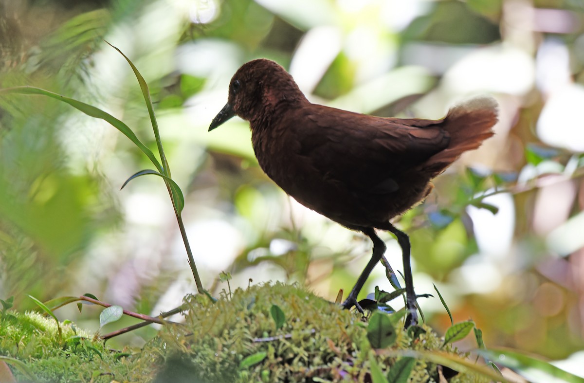 Chestnut Forest Rail - ML608387099