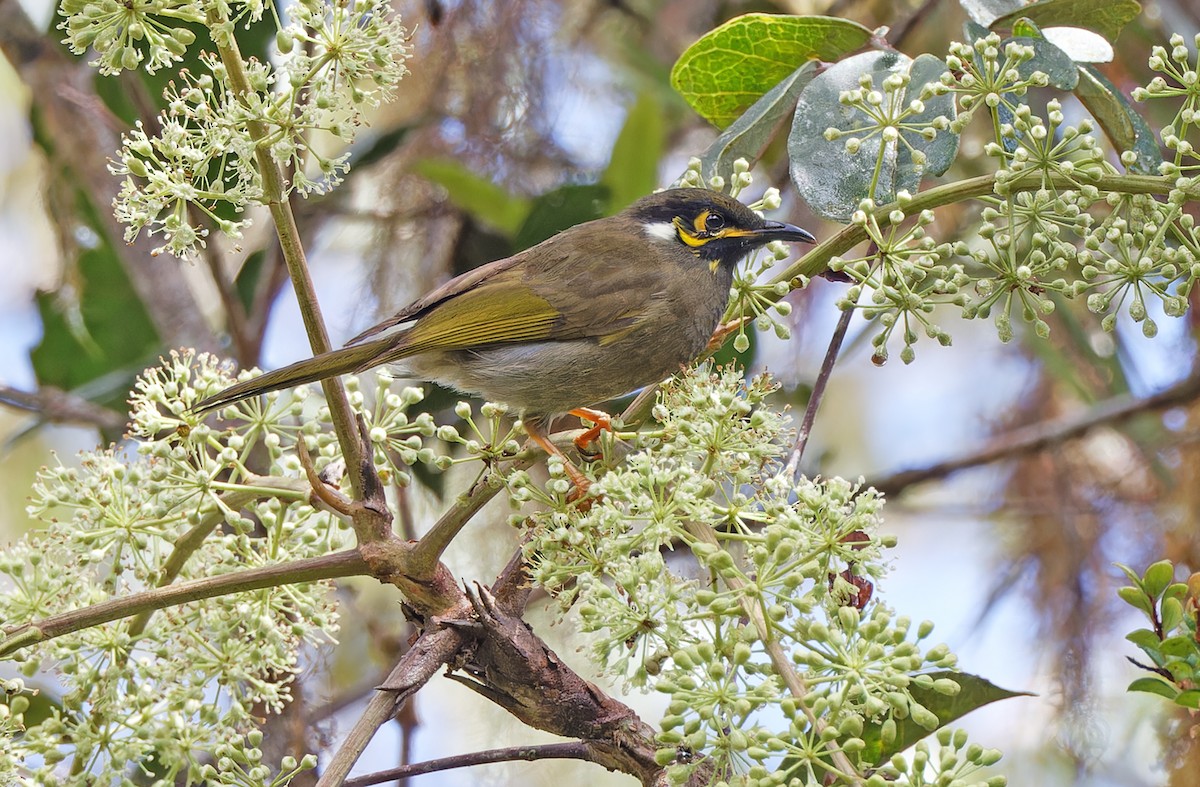 Black-throated Honeyeater - ML608387185