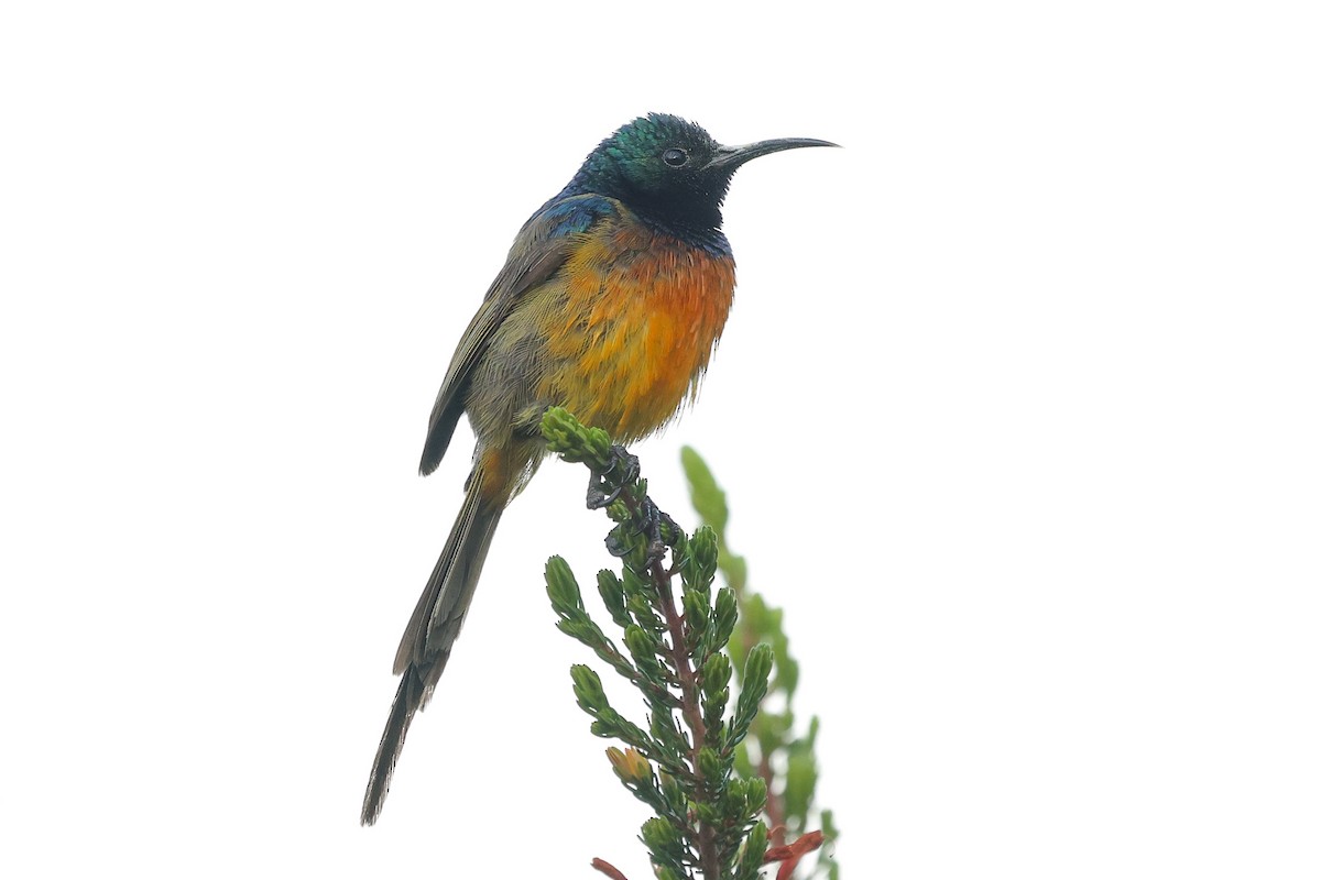 Orange-breasted Sunbird - Daniel Engelbrecht - Birding Ecotours