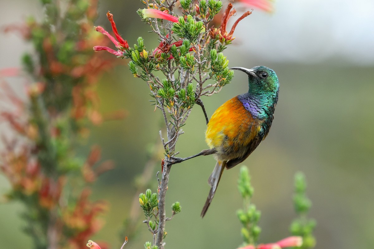 Orange-breasted Sunbird - Daniel Engelbrecht - Birding Ecotours