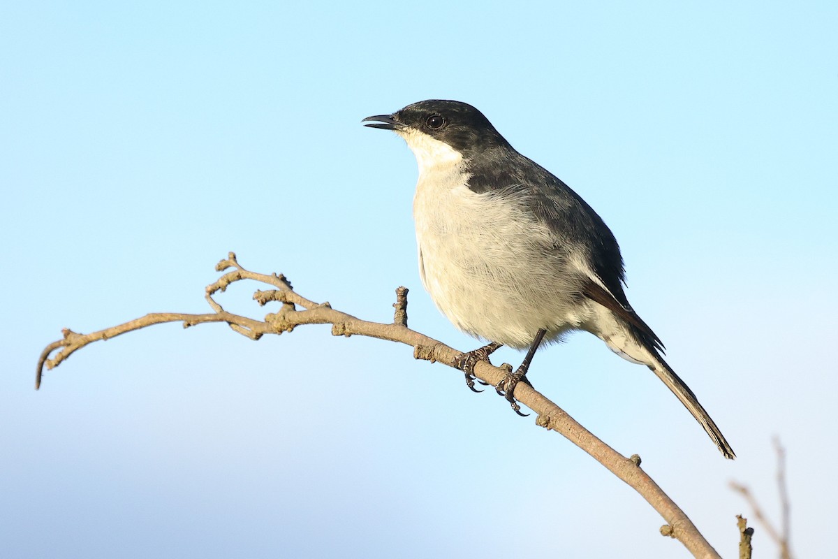 Fiscal Flycatcher - ML608387240