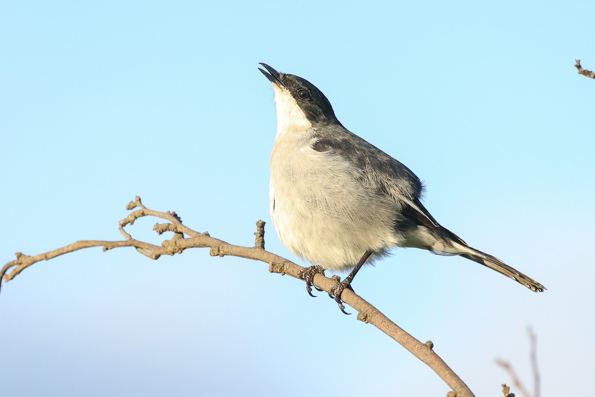 Fiscal Flycatcher - ML608387241