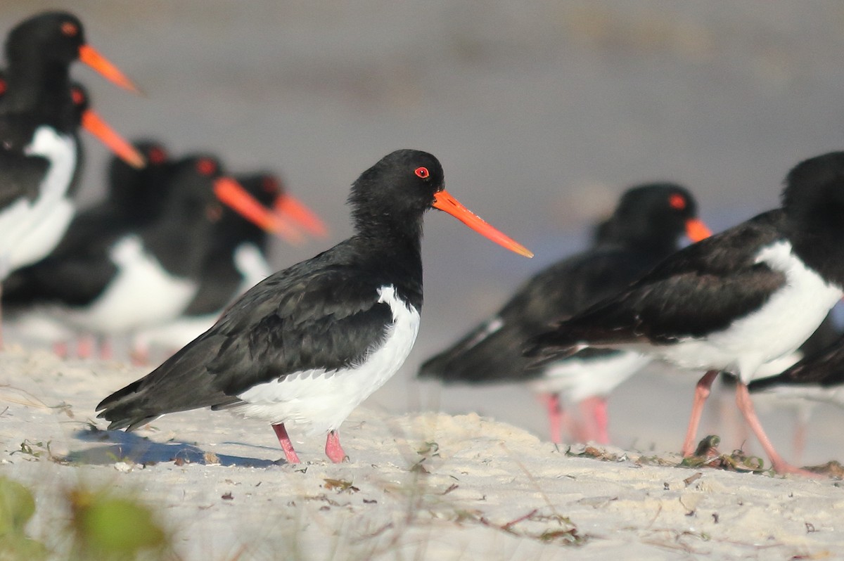 South Island Oystercatcher - ML608387273