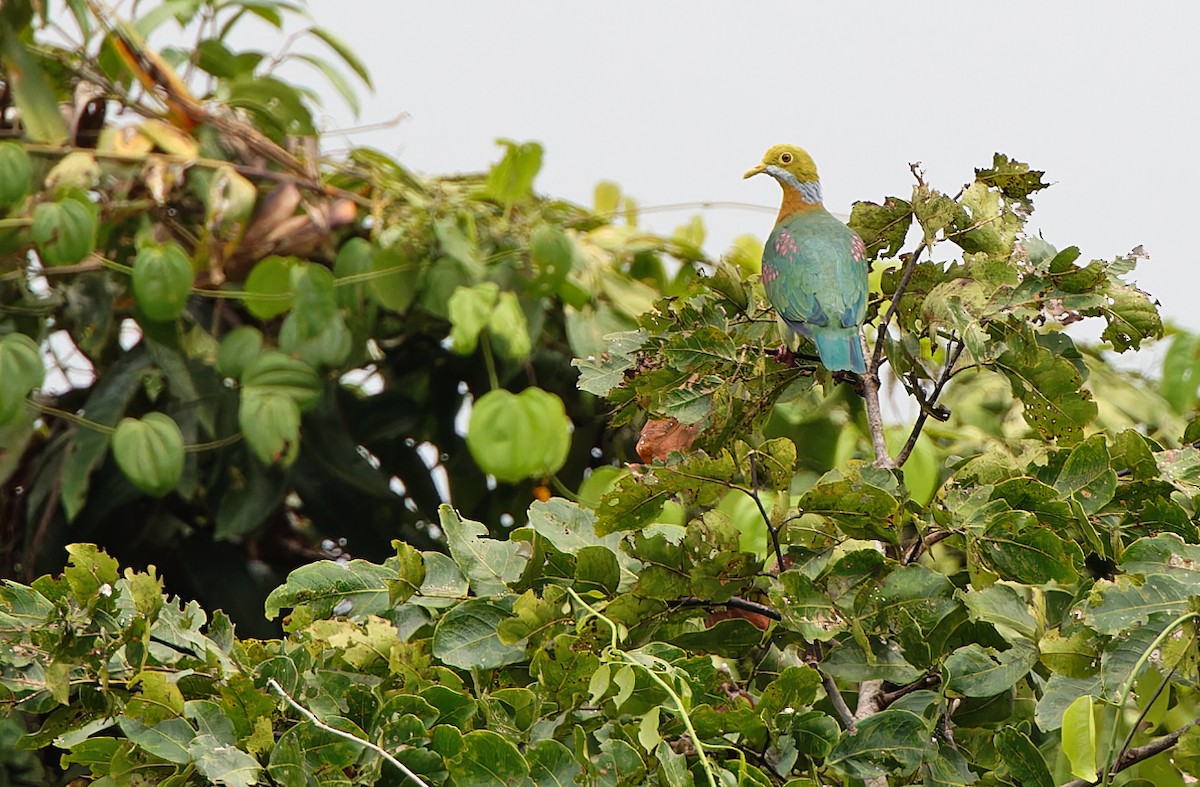 Pink-spotted Fruit-Dove - ML608387406