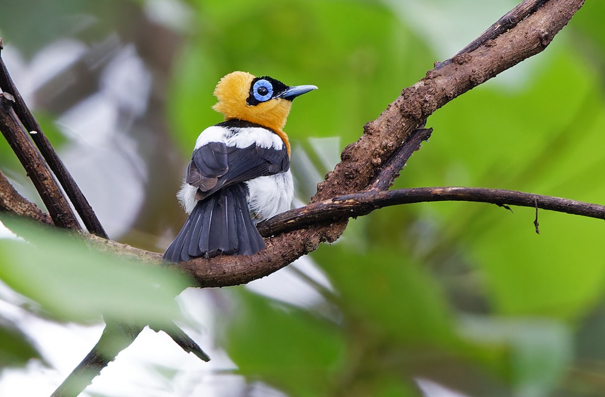 Ochre-collared Monarch - Robert Hutchinson