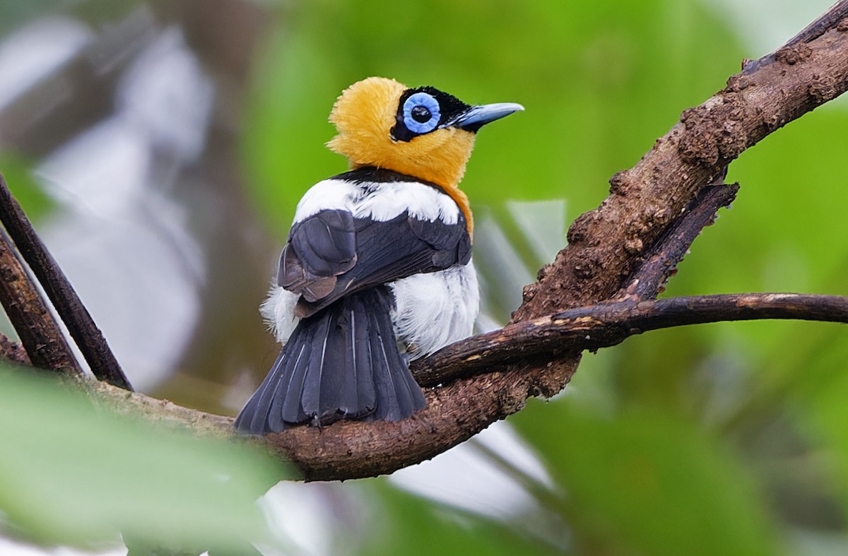 Ochre-collared Monarch - Robert Hutchinson