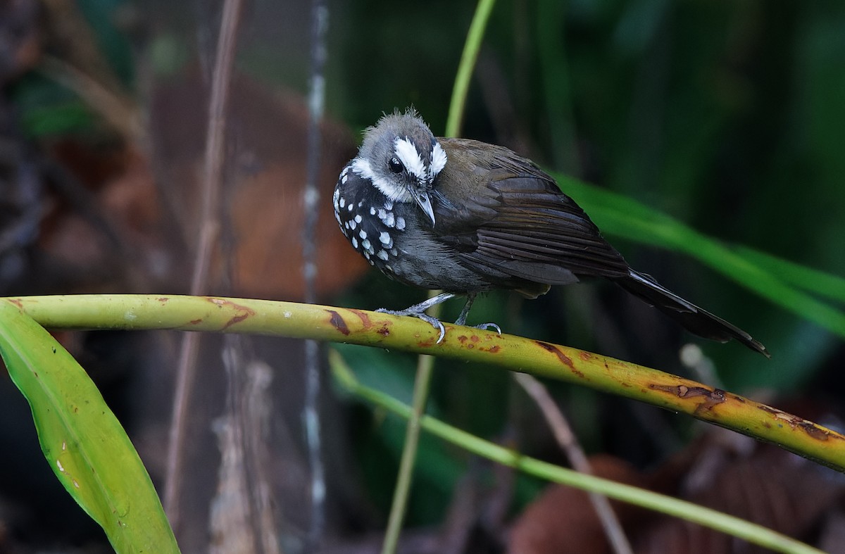 Sooty Thicket-Fantail - ML608387487