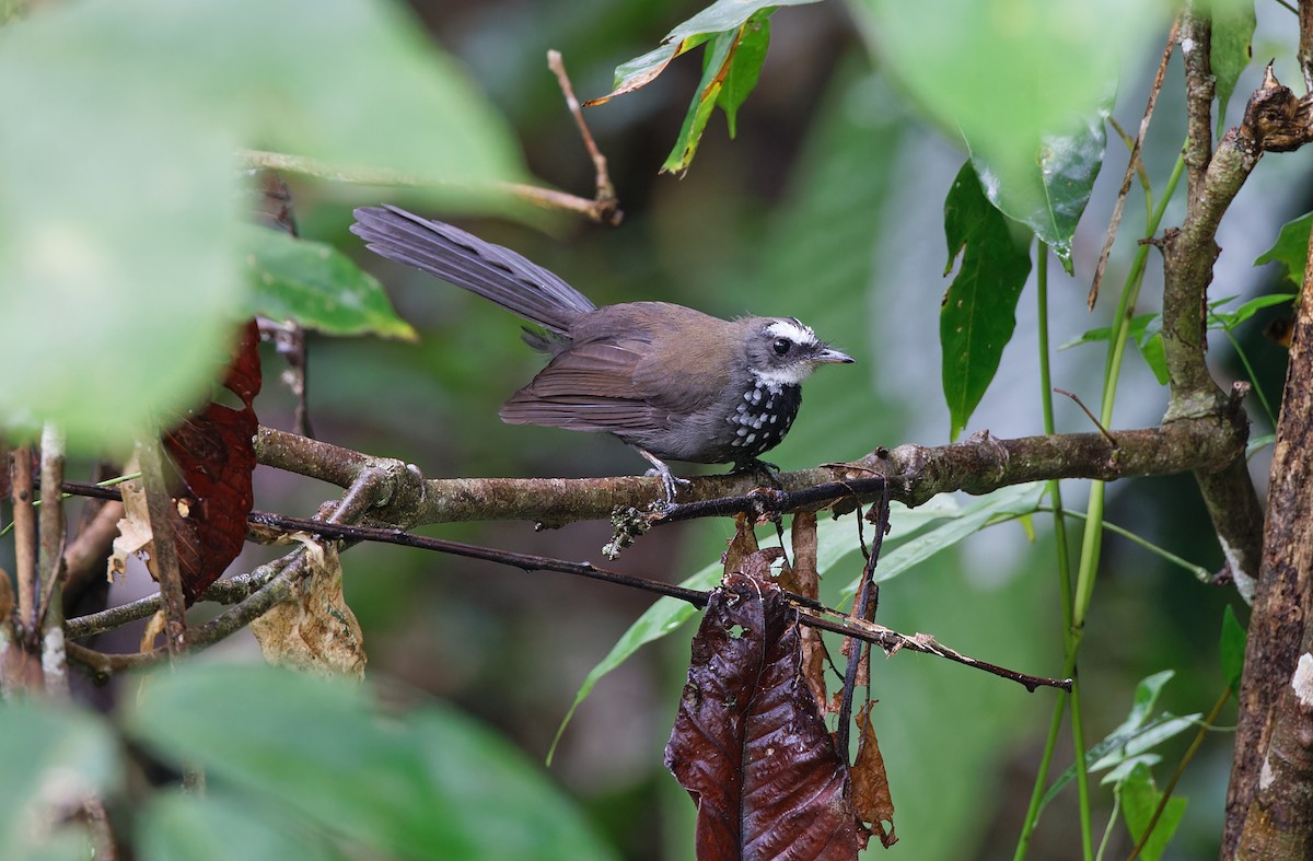 Sooty Thicket-Fantail - ML608387489