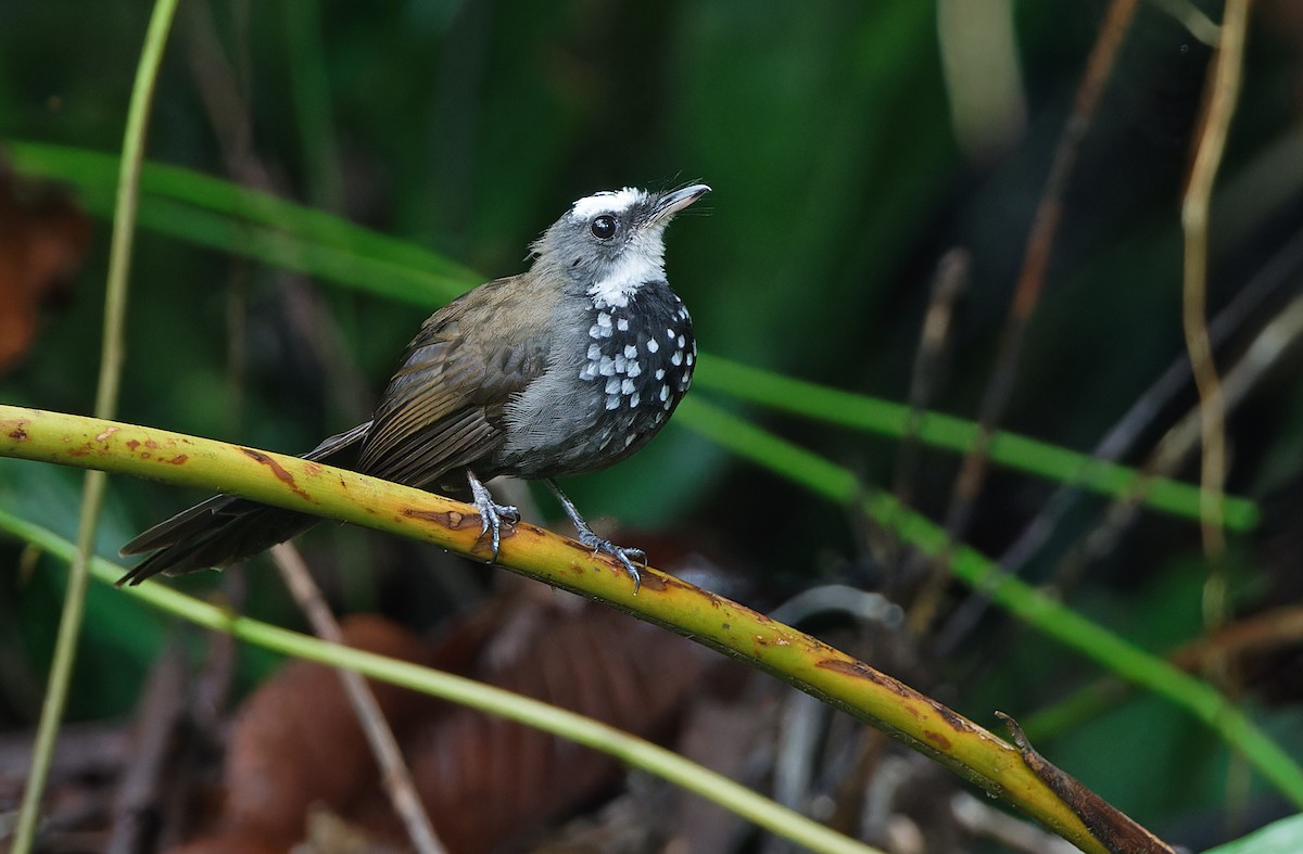 Sooty Thicket-Fantail - ML608387490