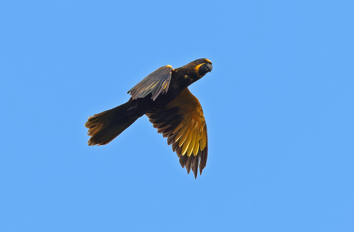 Brown Lory - ML608387536