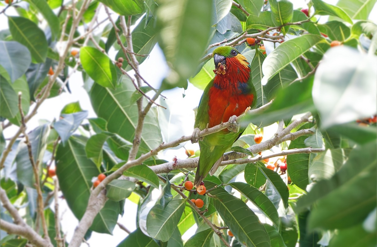 Edwards's Fig-Parrot - ML608387562