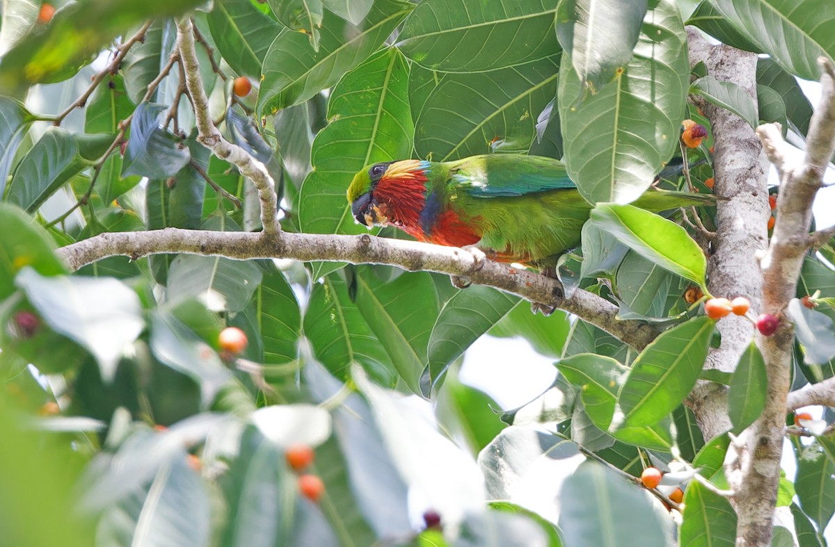 Edwards's Fig-Parrot - ML608387563