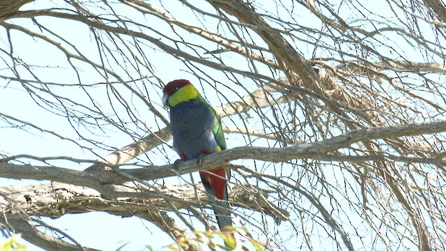 Red-capped Parrot - ML608387693