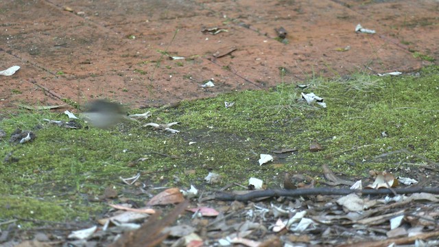 Red-winged Fairywren - ML608387963