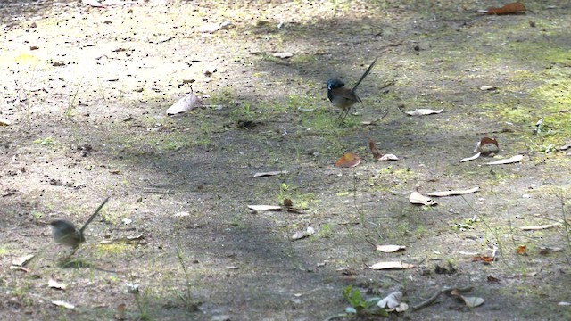 Red-winged Fairywren - ML608387975