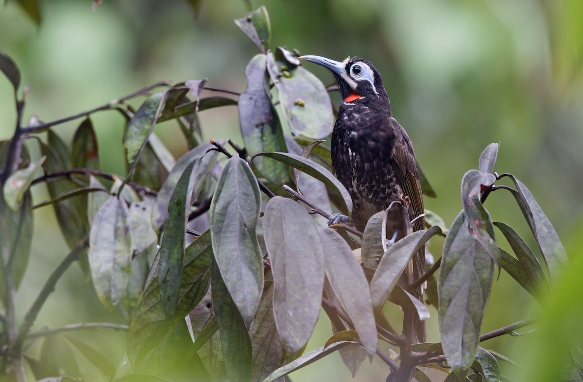 Mielero de Vogelkop - ML608388022