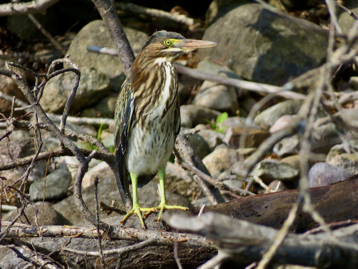 Green Heron - ML608388024