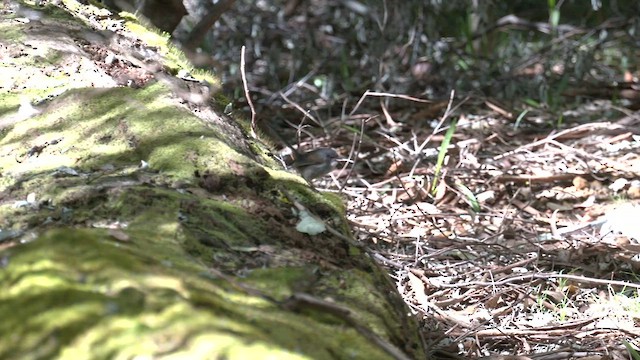 Red-winged Fairywren - ML608388029