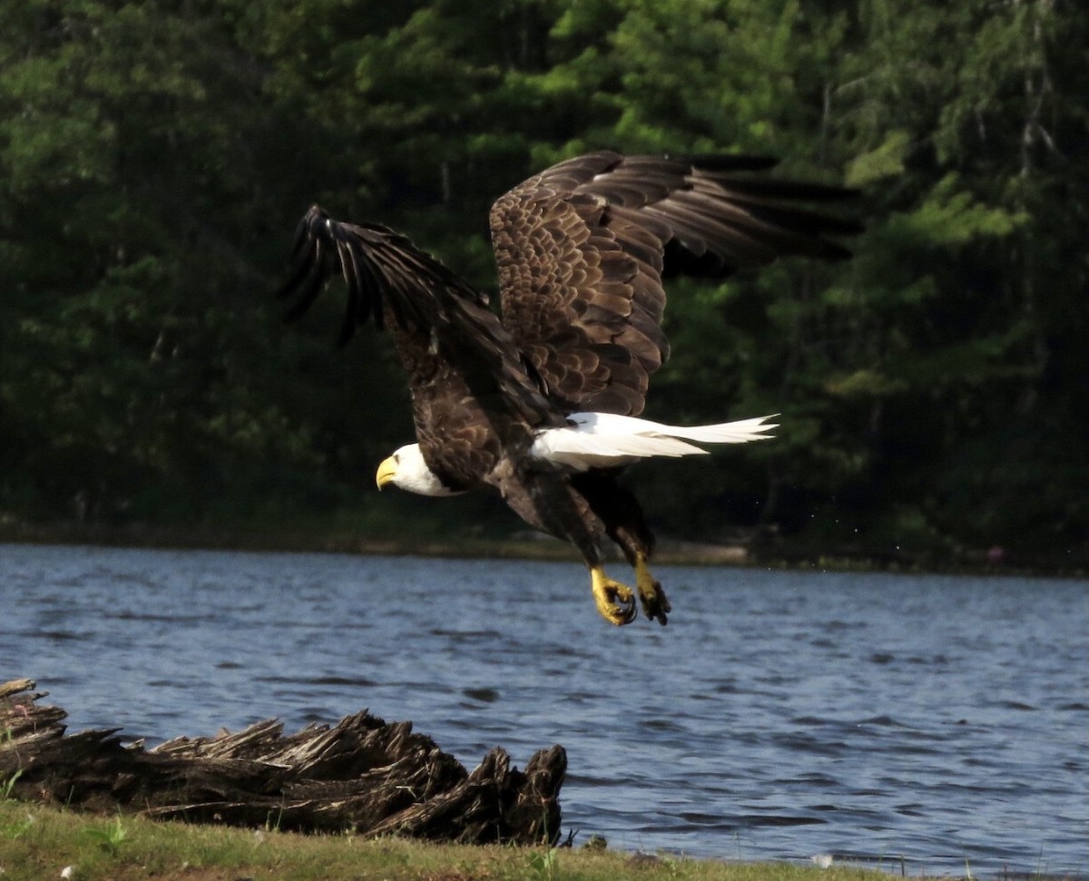 Bald Eagle - ML608388033