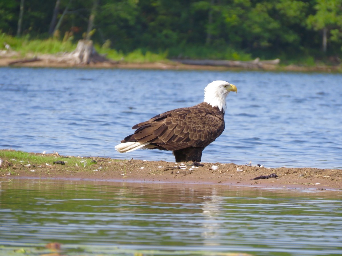 Weißkopf-Seeadler - ML608388034