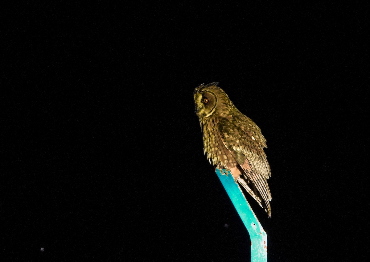 Long-eared Owl - Chadi Saad