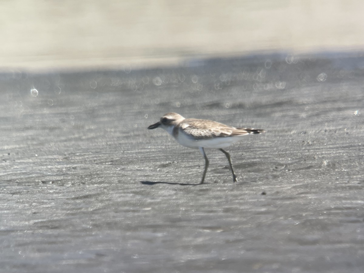 Greater Sand-Plover - ML608388110