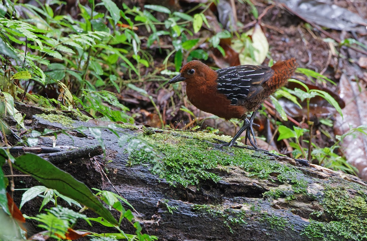 White-striped Forest Rail - ML608388158