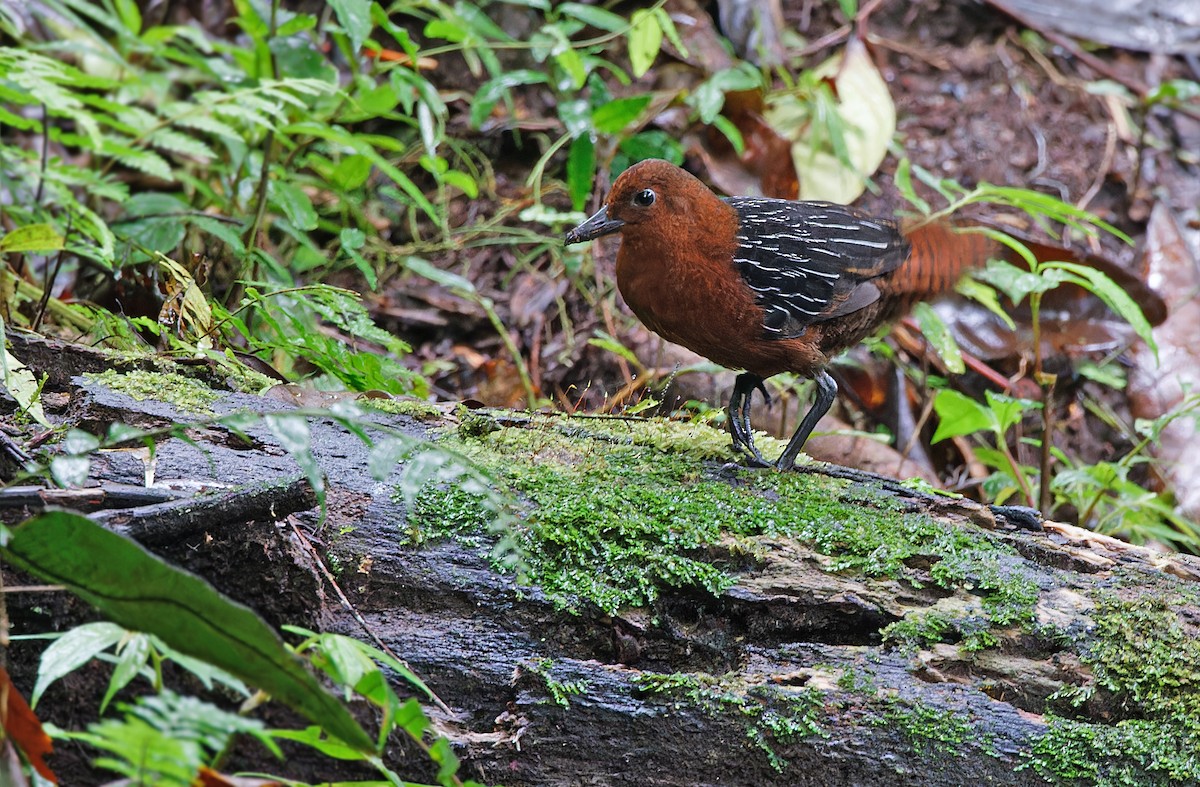 White-striped Forest Rail - Robert Hutchinson