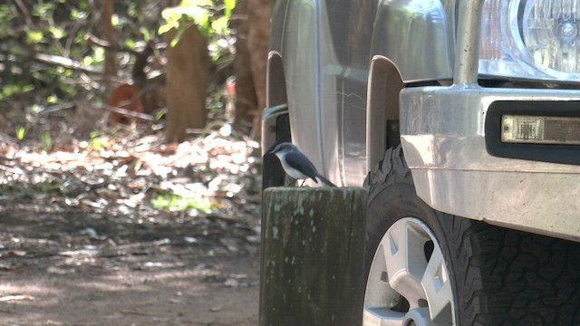 White-breasted Robin - ML608388177