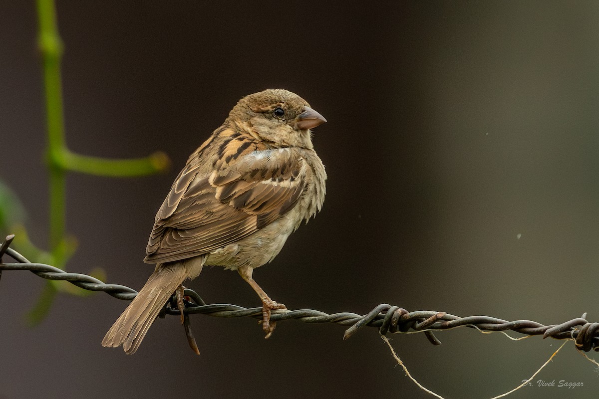 Russet Sparrow - Vivek Saggar