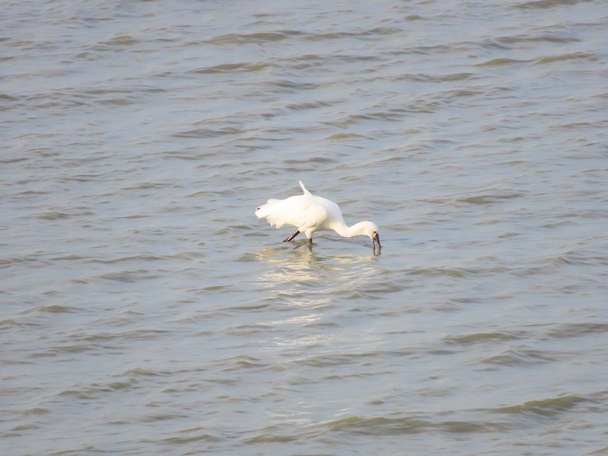 Eurasian Spoonbill - Mingyun Seo