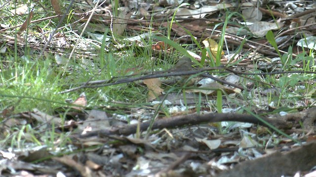 Spotted Scrubwren - ML608388201