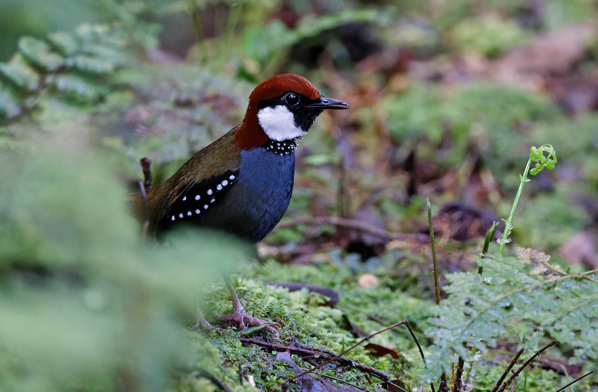 Spotted Jewel-babbler - Robert Hutchinson / Birdtour Asia