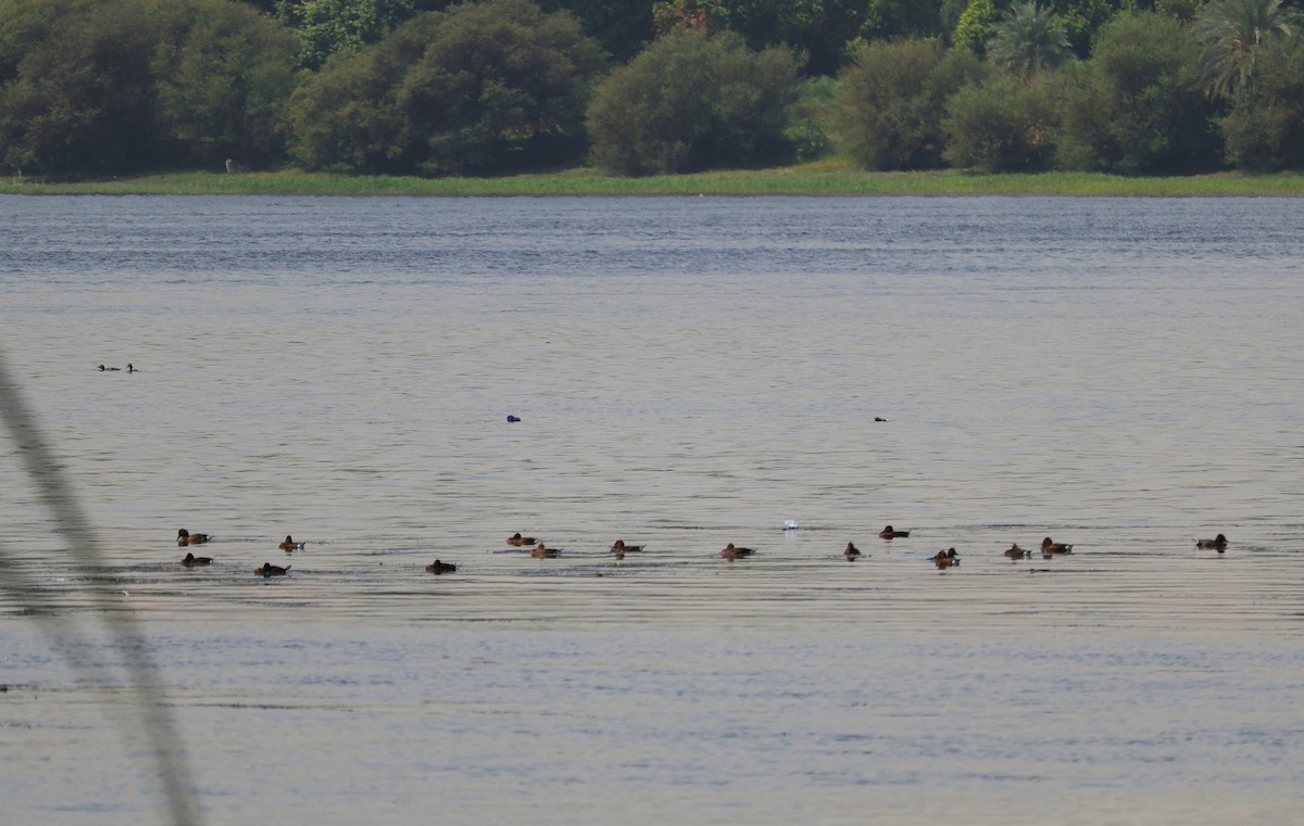 Ferruginous Duck - Ismael Khalifa