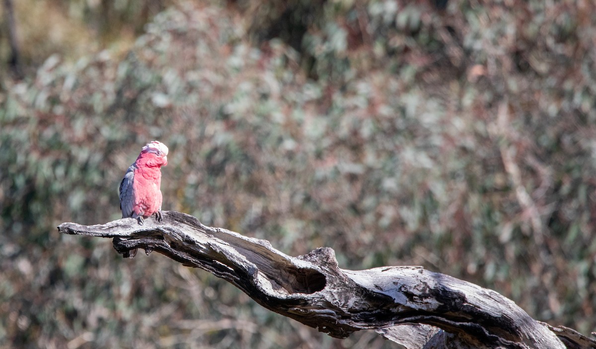 Cacatúa Galah - ML608388348