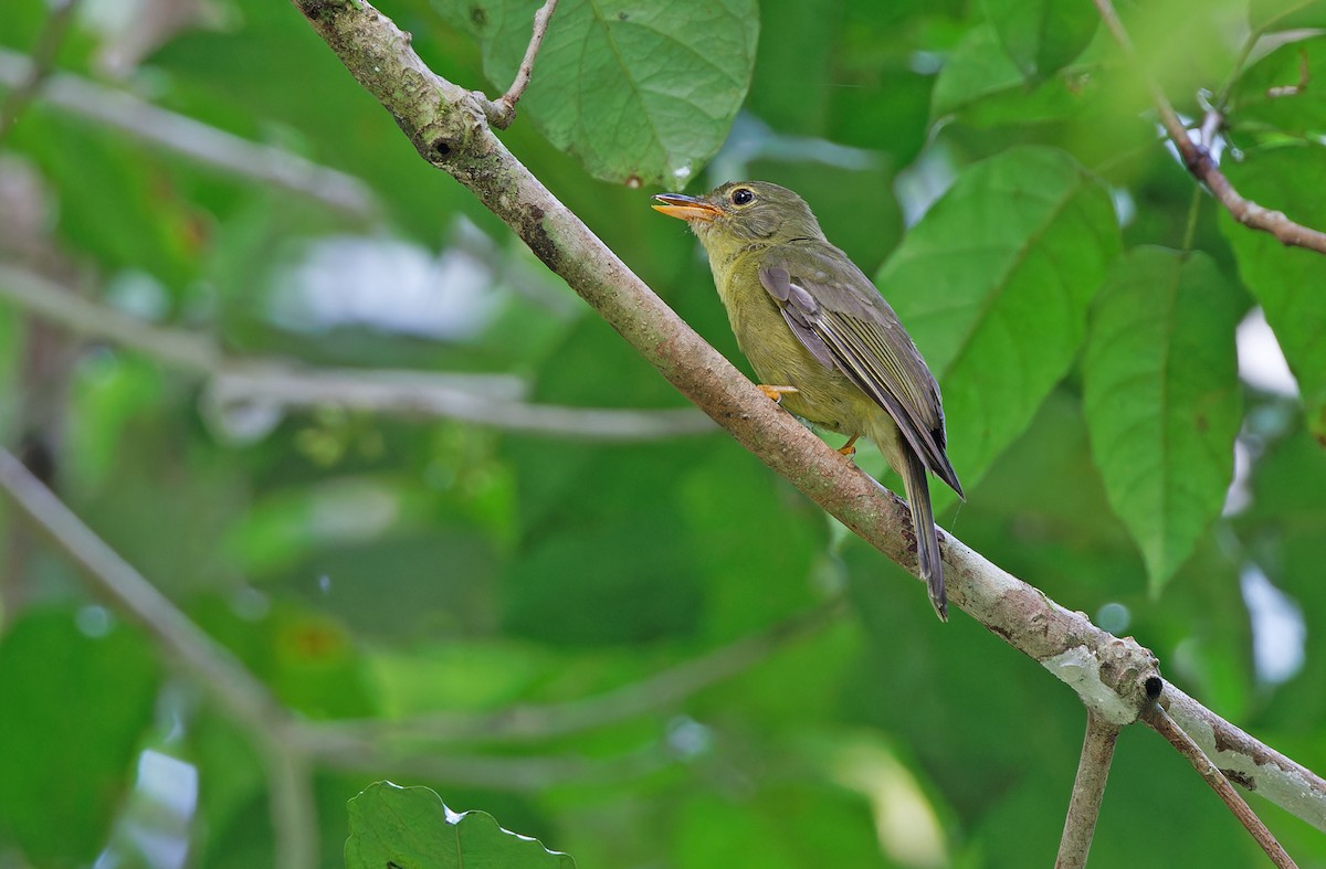 Olive Flyrobin - ML608388351