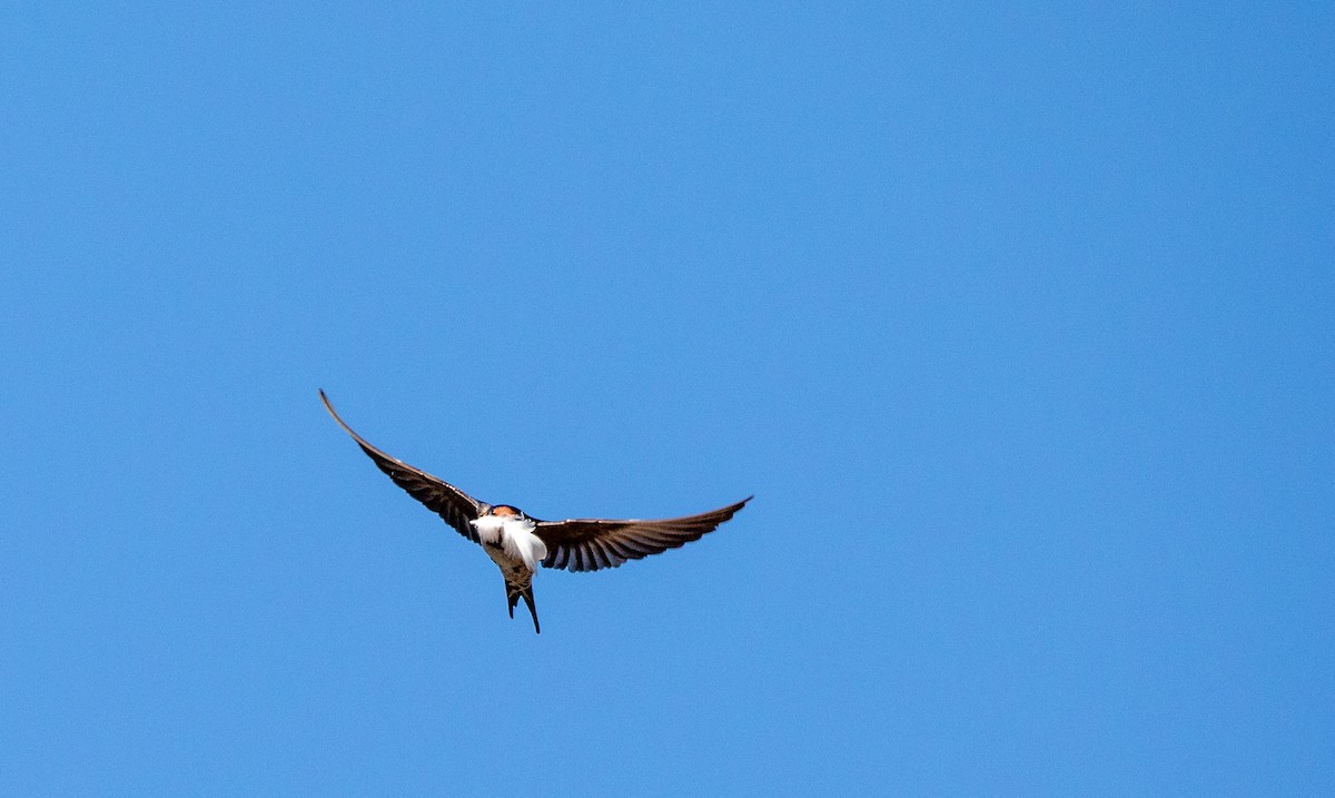 Golondrina Australiana - ML608388360