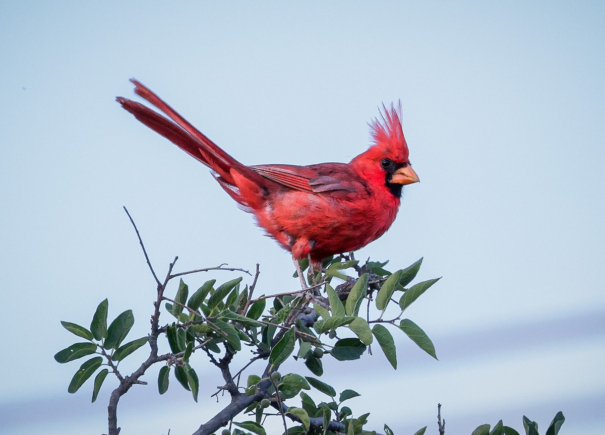 Northern Cardinal - ML608388401