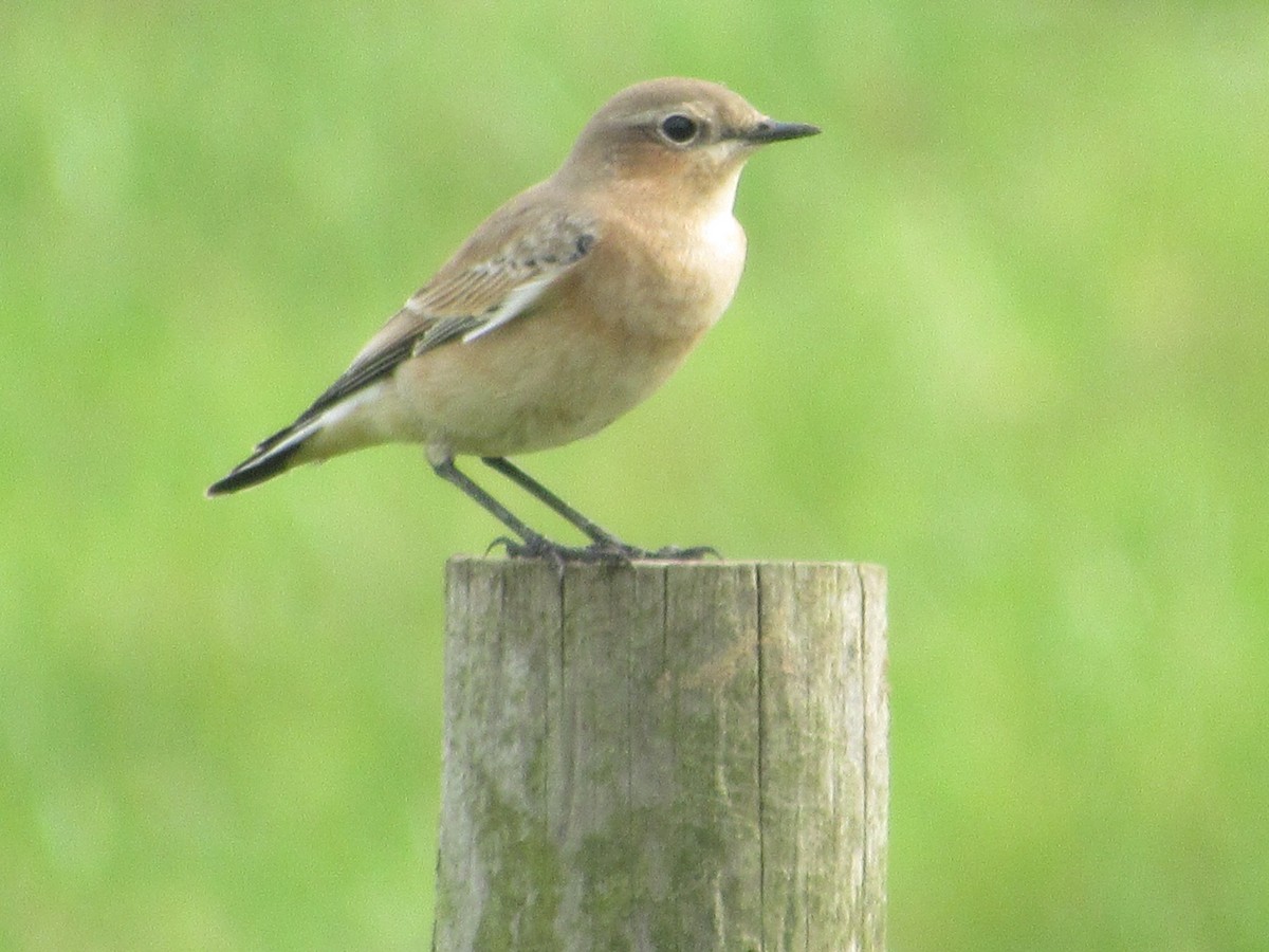 Northern Wheatear - Mike Ball