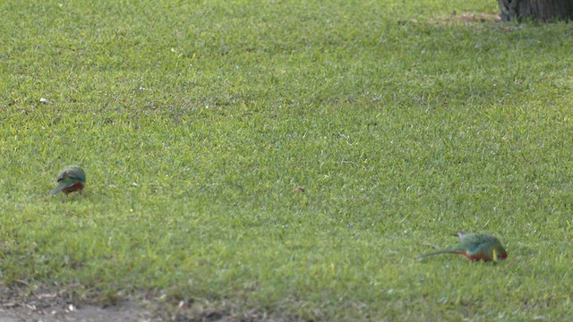ココノエインコ - ML608388429