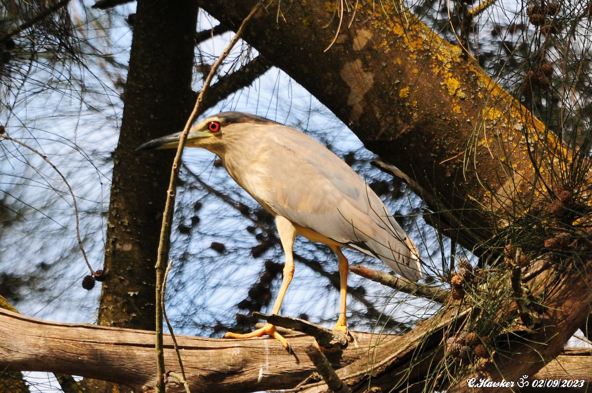 Black-crowned Night Heron - ML608388462