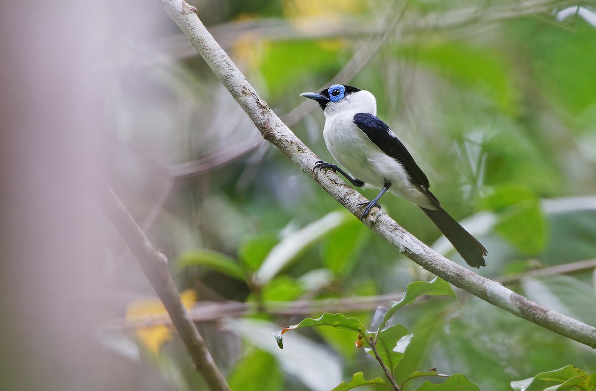 Frilled Monarch - Robert Hutchinson