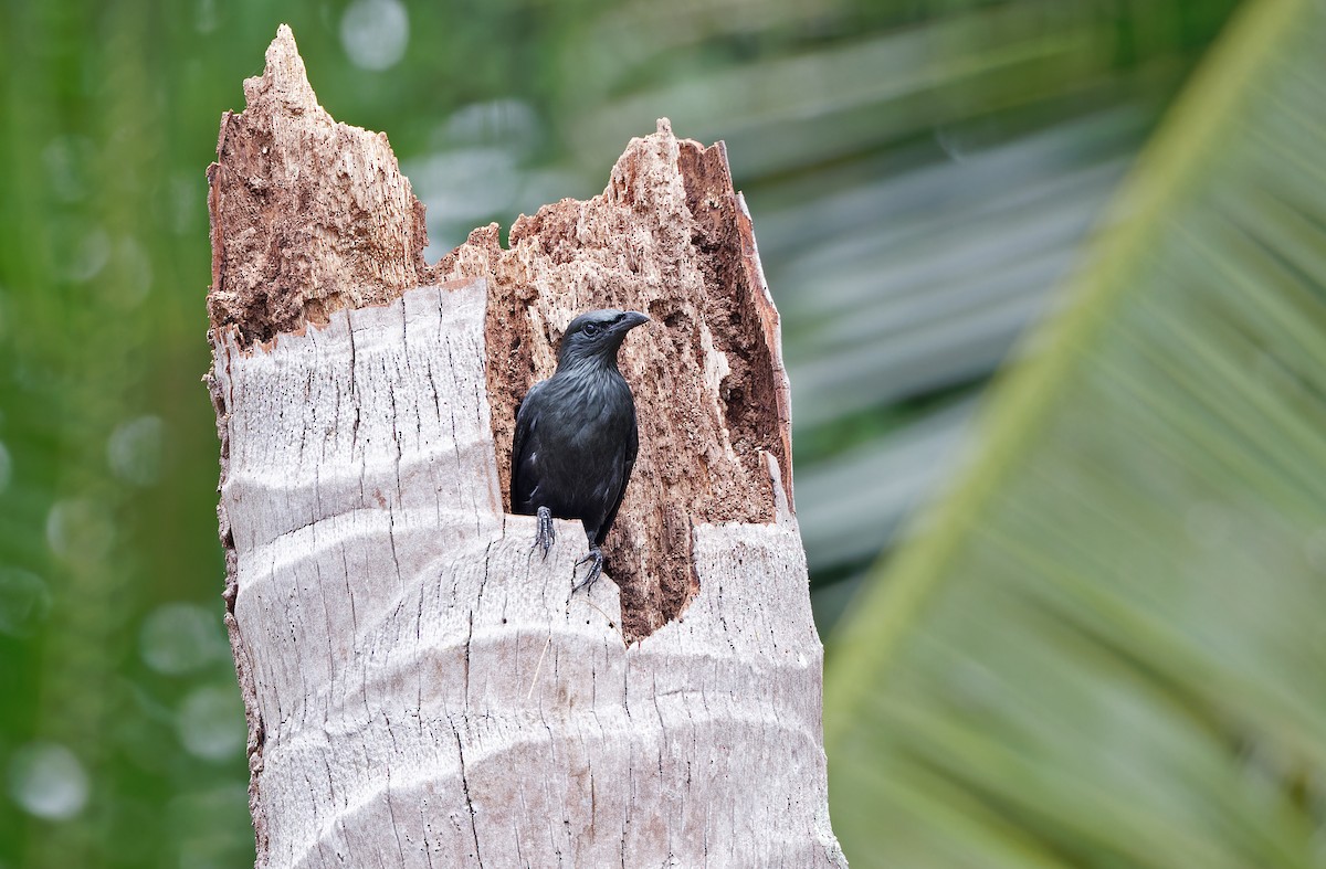 Moluccan Starling - Robert Hutchinson