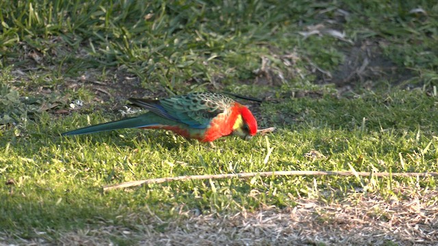 Western Rosella - ML608388571